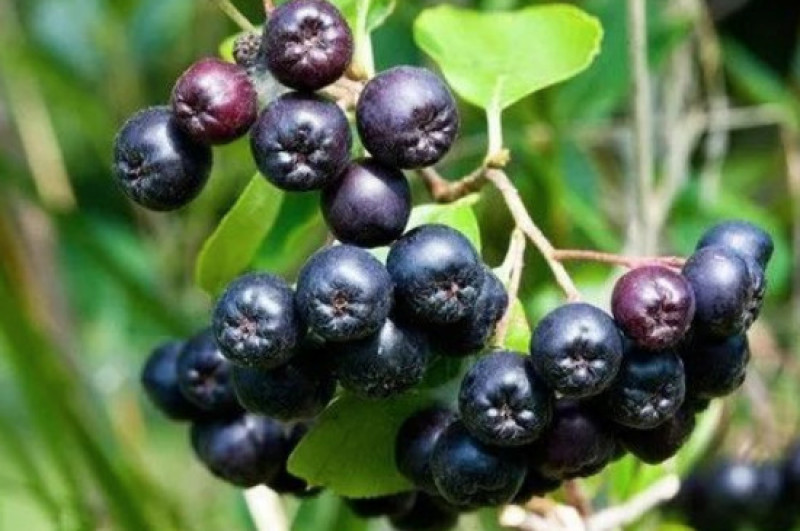 黑果花楸果实大量出售