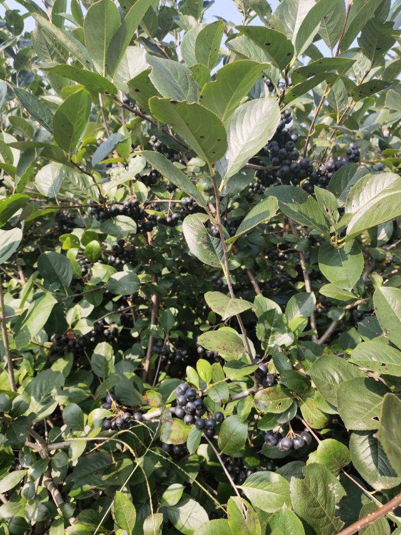 黑果花楸果实大量出售