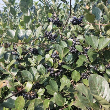 黑果花楸果实大量出售
