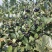 黑果花楸果实大量出售