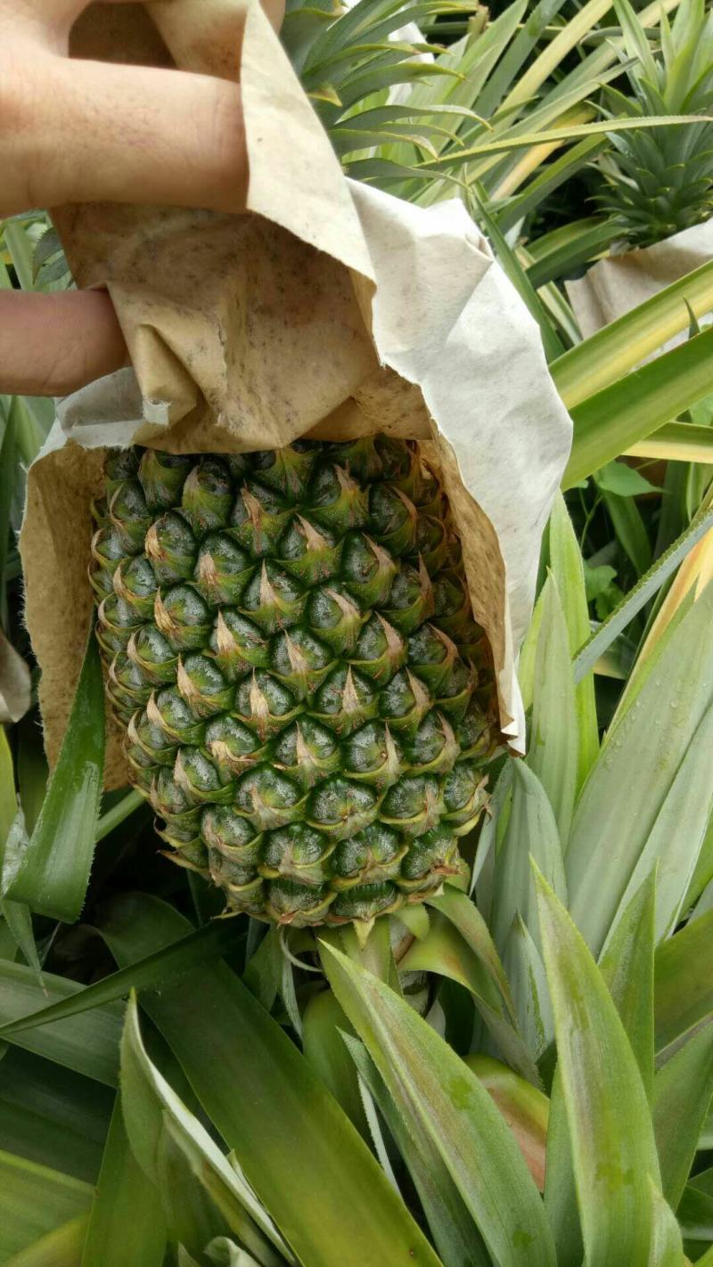 【牛商精选】海南16号甜蜜蜜凤梨口感细腻供应全国