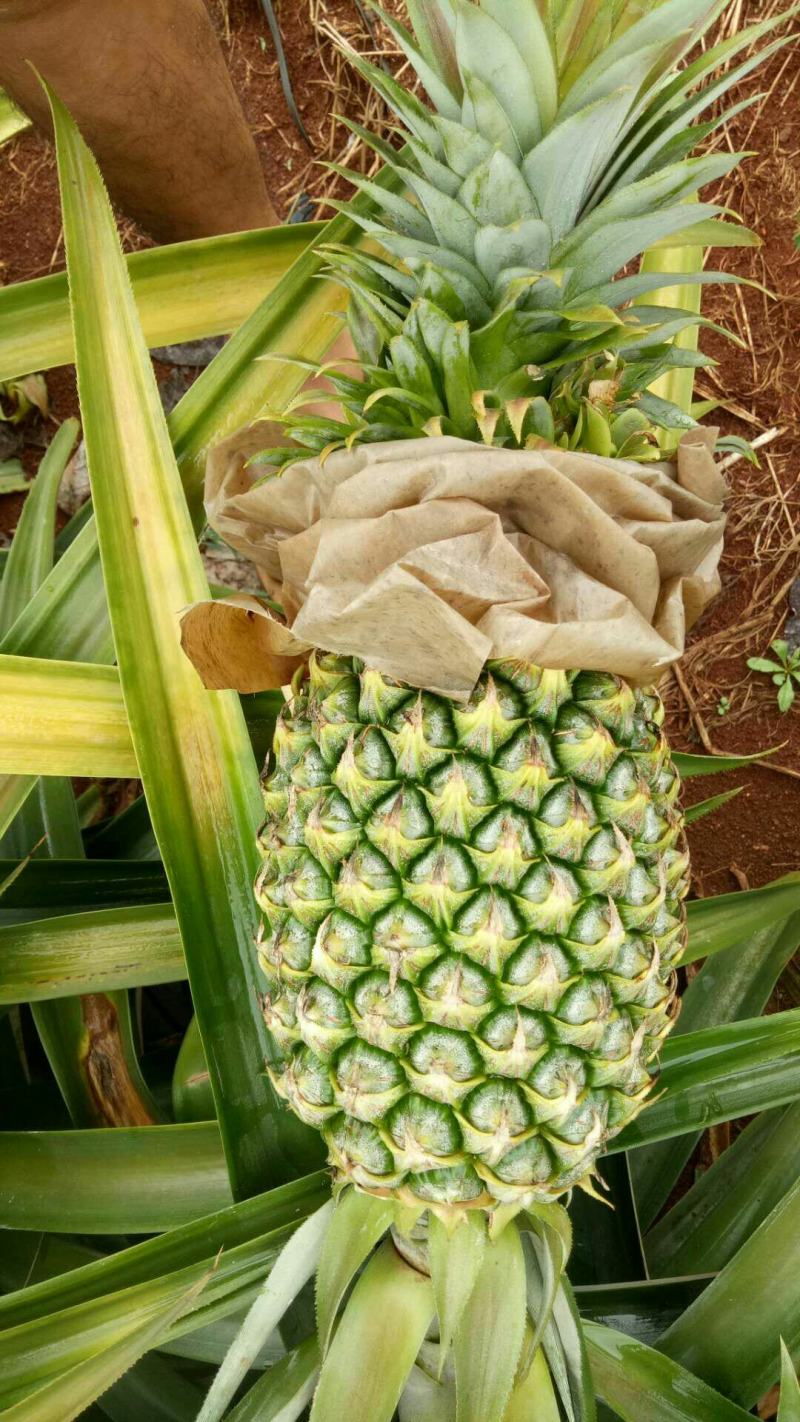 【牛商精选】海南16号甜蜜蜜凤梨口感细腻供应全国