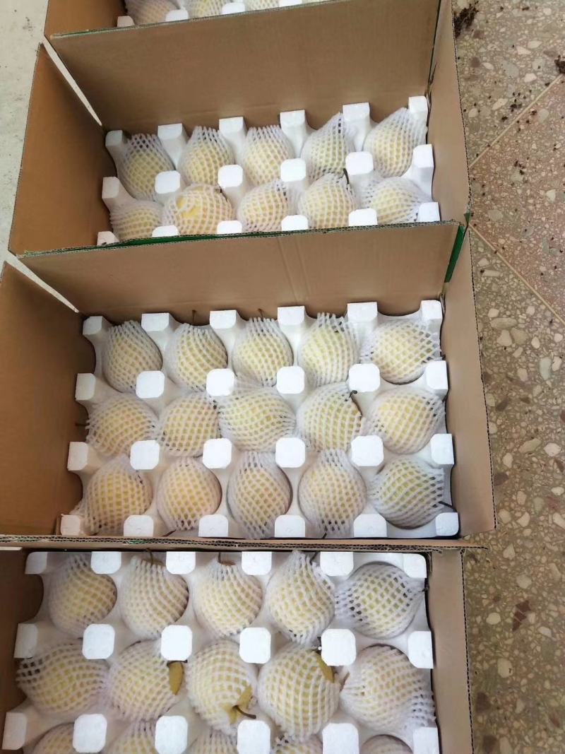 新鲜酥梨贡梨【一件代发】承接电商微商团购礼品礼盒