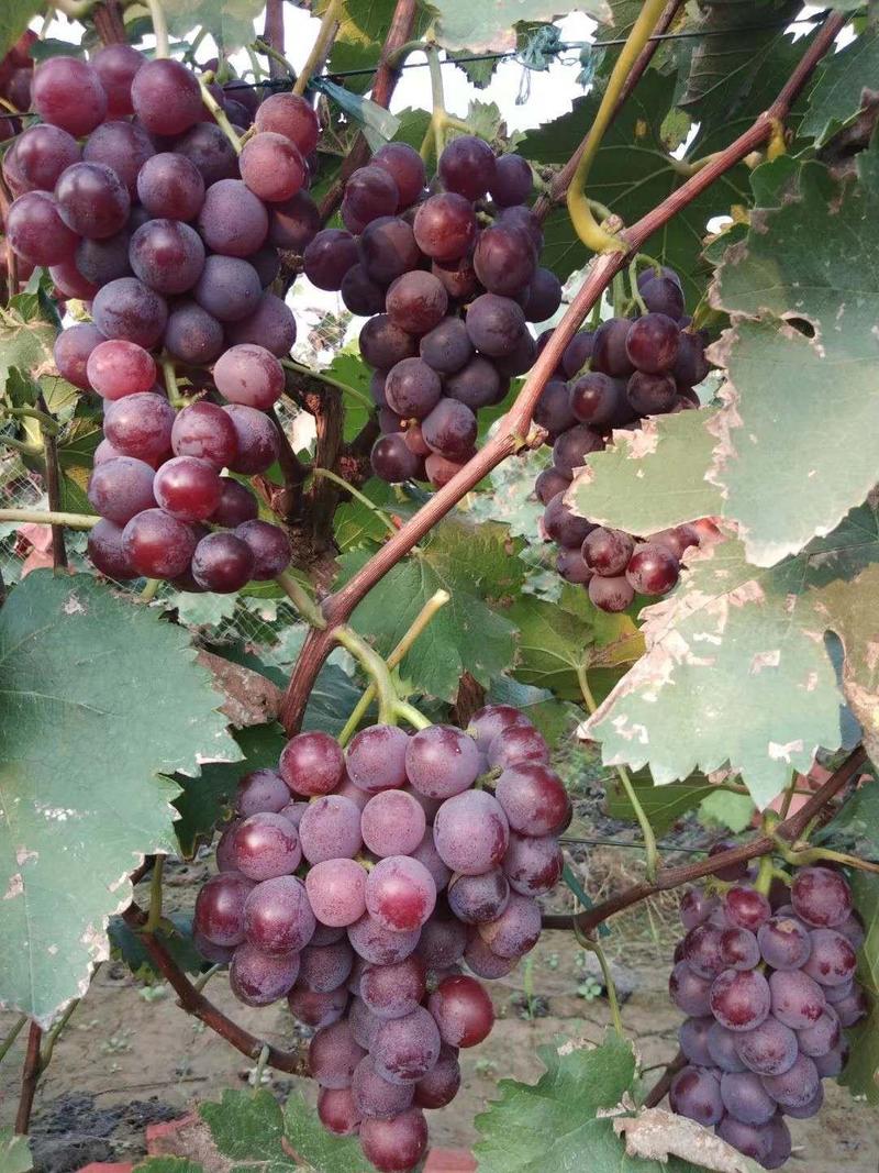 河北晋州周头村巨峰葡萄大量有货，产地直采