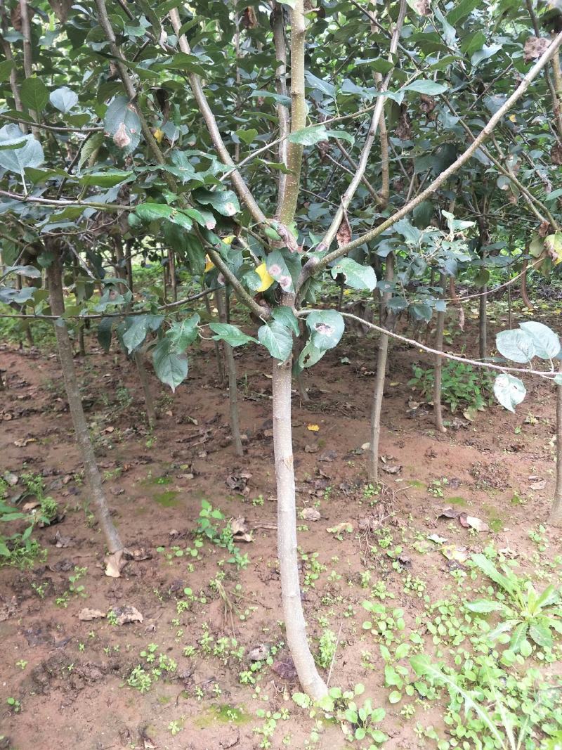 苹果树，苹果苗，红富士，寒富，黄金，国光，金红。