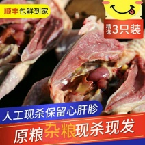 农家土鸽子肉烤乳鸽老鸽子活体人工现杀保证新鲜顺丰