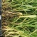 【基地直销】零下25度越冬牧草绿洲一号组培苗欢迎咨询