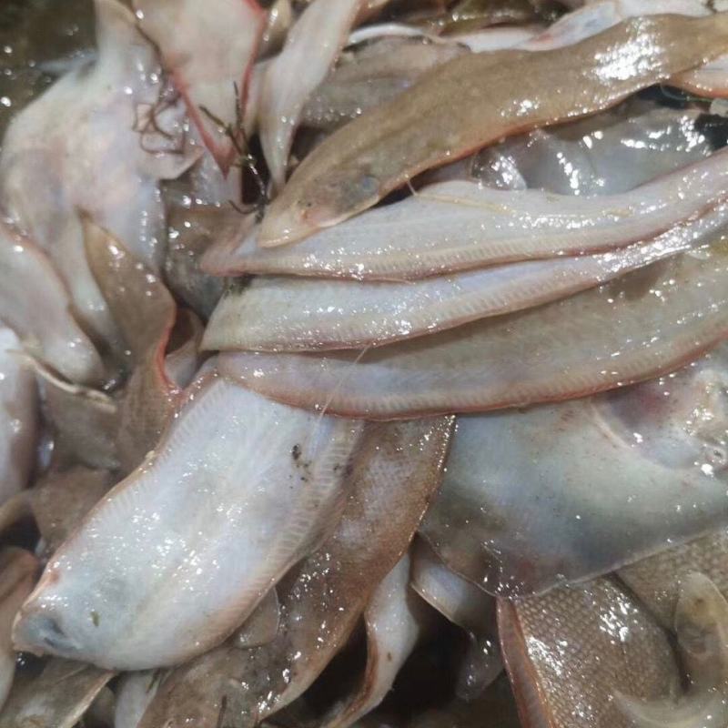 纯海洋龙利鱼舌头鱼比目鱼，鳎目鱼肉质鲜嫩，油炸红烧更好吃