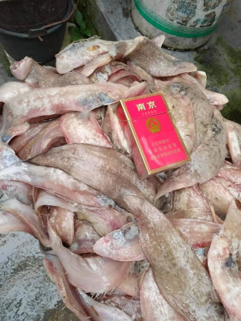 纯海洋龙利鱼舌头鱼比目鱼，鳎目鱼肉质鲜嫩，油炸红烧更好吃