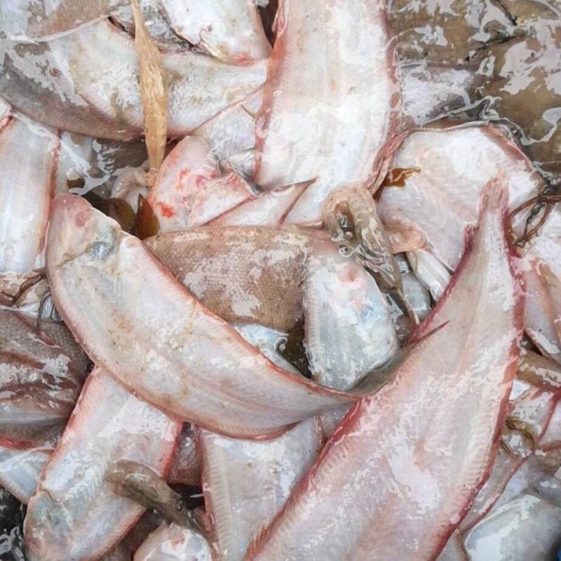 纯海洋龙利鱼舌头鱼比目鱼，鳎目鱼肉质鲜嫩，油炸红烧更好吃