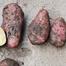 红皮土豆保质保量！！！！！