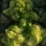 安徽砀山大型儿菜种植基地，己经大量上市，可持续发货