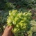 安徽砀山大型儿菜种植基地，己经大量上市，可持续发货