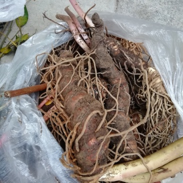 云南高海拔七叶一枝花重楼，去叶留个头个头大包邮到家