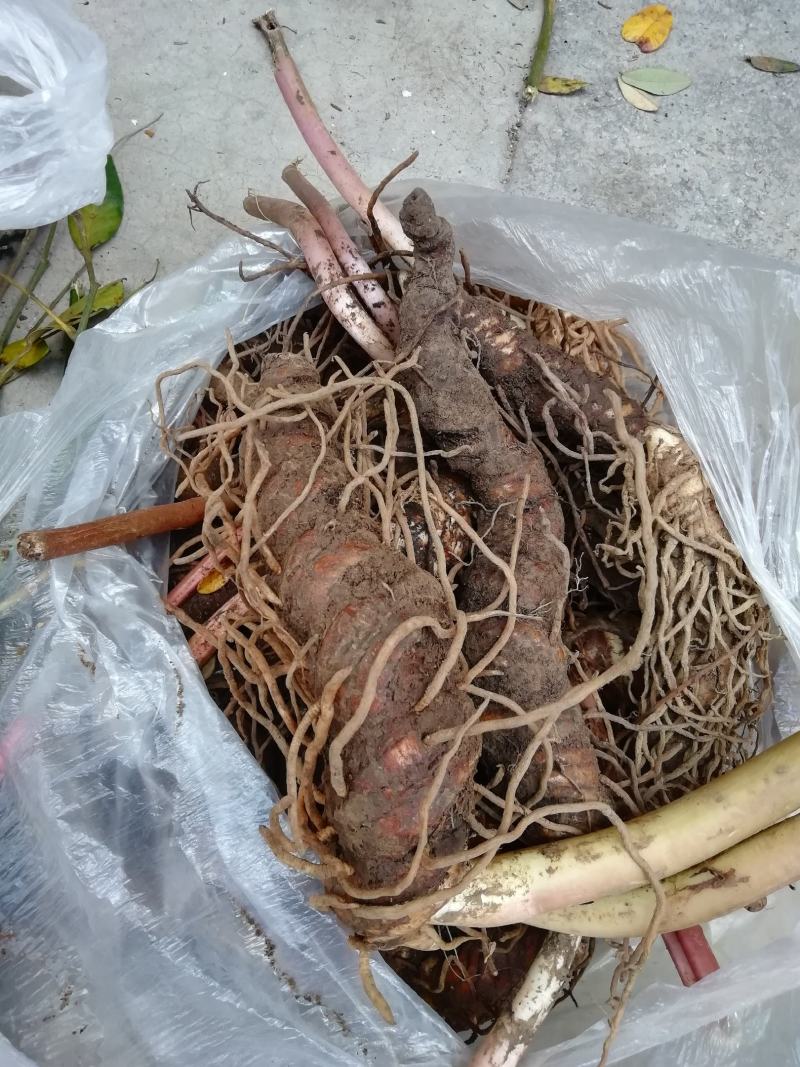 云南高海拔七叶一枝花重楼，去叶留个头个头大包邮到家