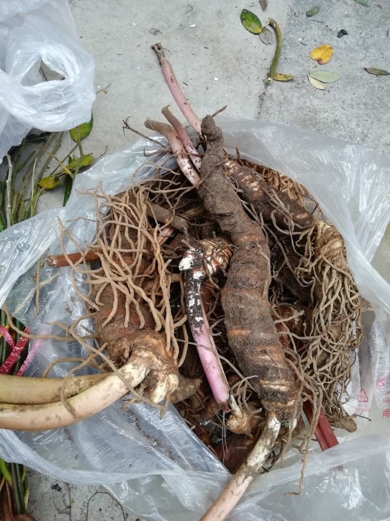 云南高海拔七叶一枝花重楼，去叶留个头个头大包邮到家