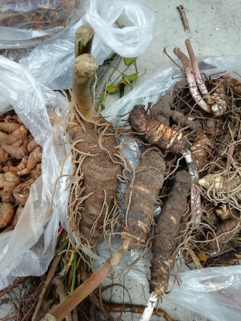 云南高海拔七叶一枝花重楼，去叶留个头个头大包邮到家