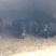 藏香猪，猪仔猪苗，种公猪种母猪30-60斤