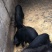 藏香猪，猪仔猪苗，种公猪种母猪30-60斤