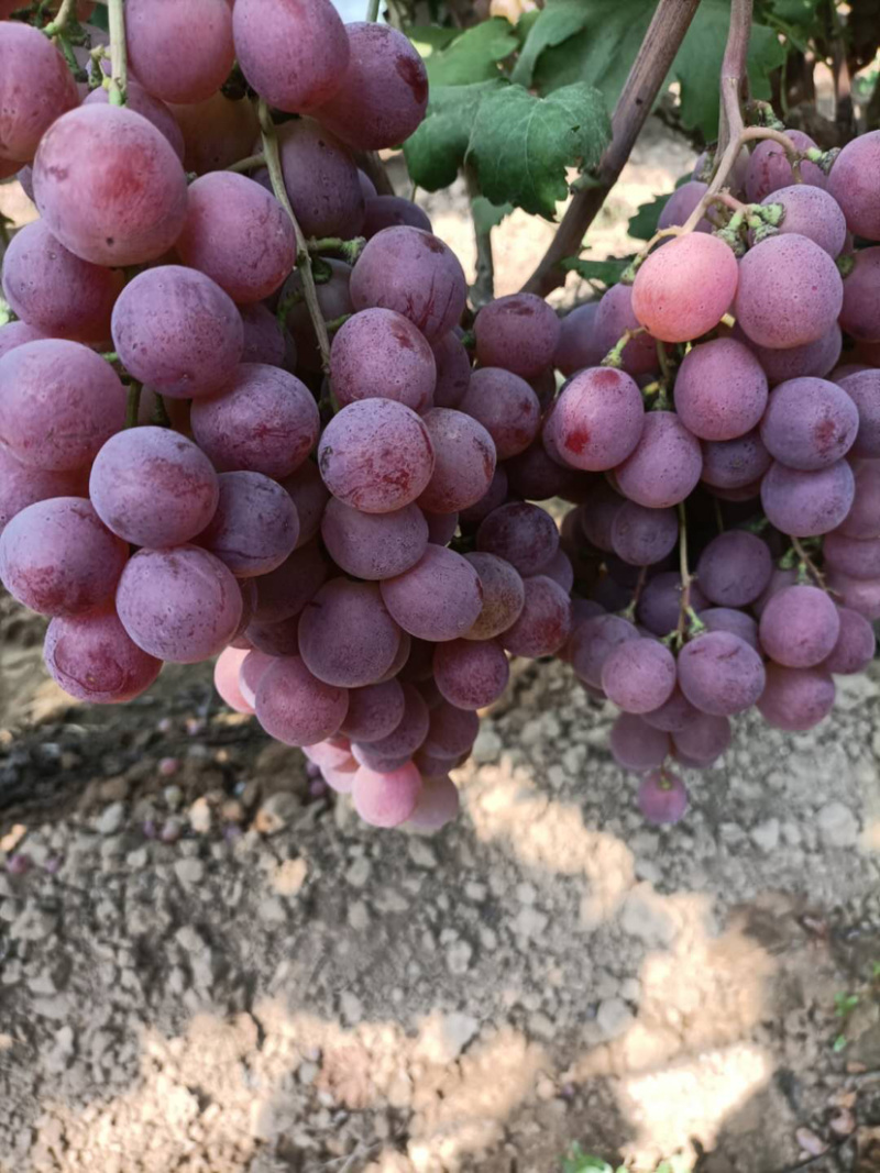 雨棚红提葡萄🍇大量现货供应、质量好、价格2.1-2.4