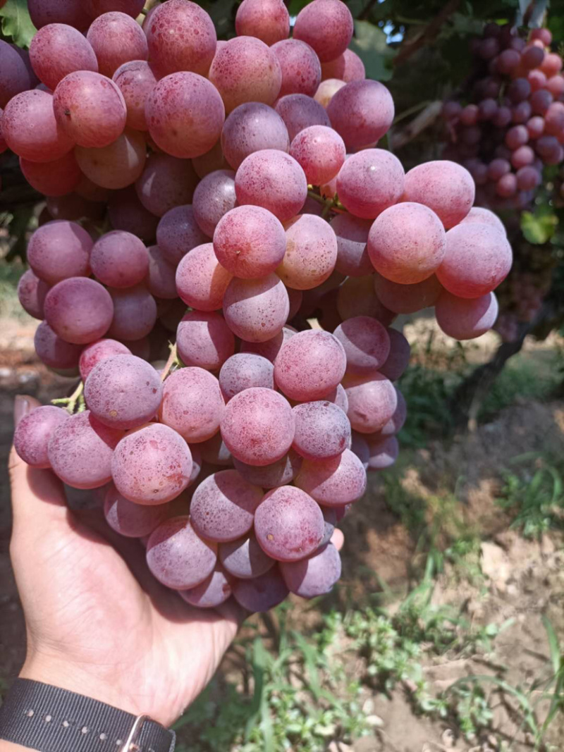 雨棚红提葡萄🍇大量现货供应、质量好、价格2.1-2.4