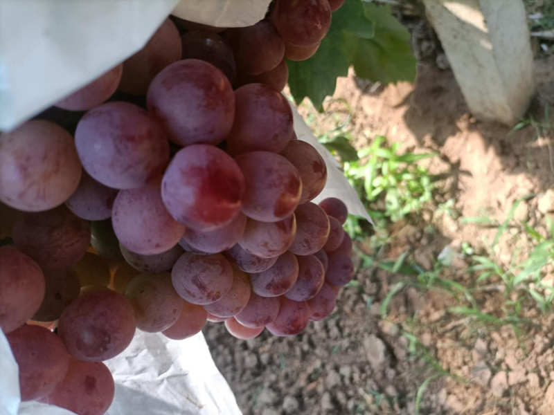 雨棚红提葡萄🍇大量现货供应、质量好、价格2.1-2.4