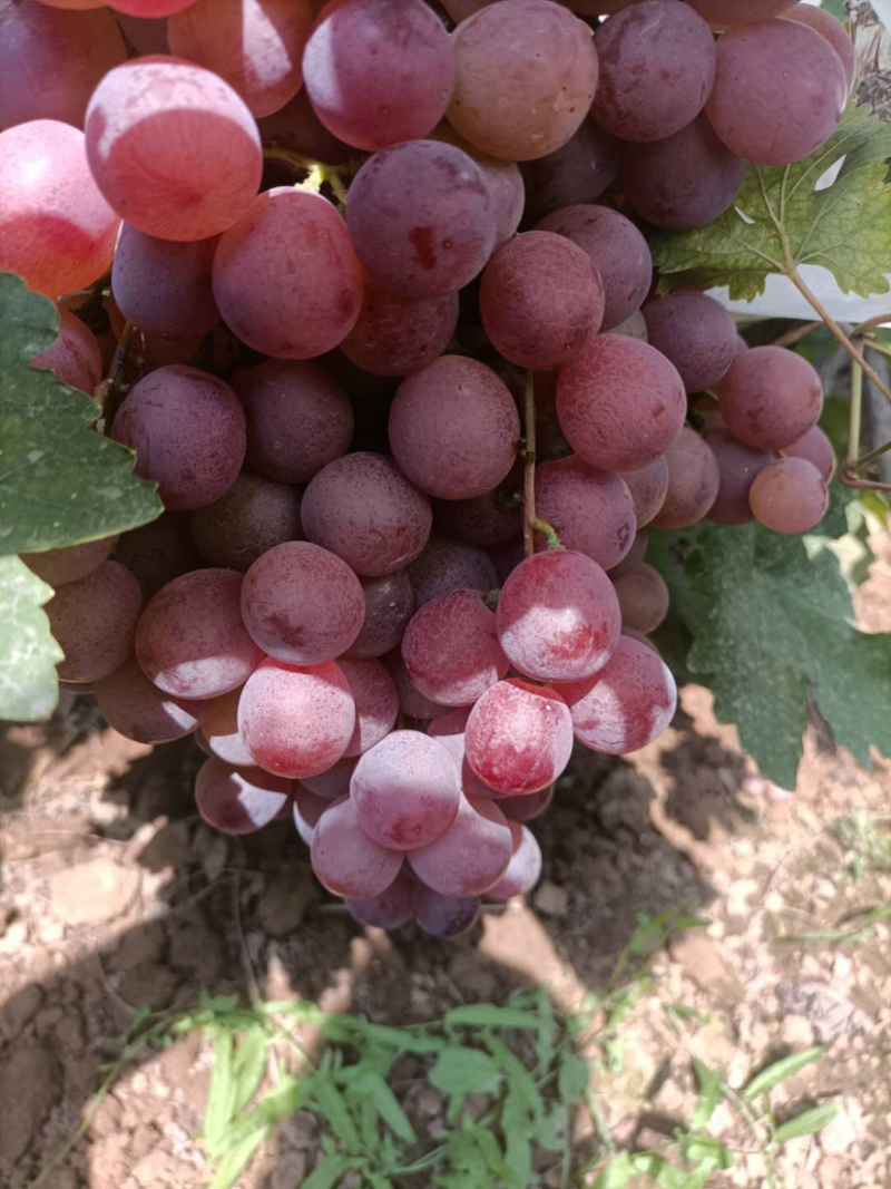 雨棚红提葡萄🍇大量现货供应、质量好、价格2.1-2.4