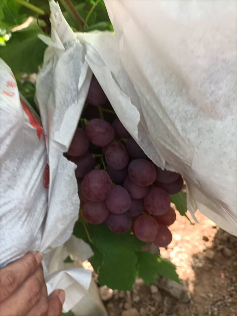 雨棚红提葡萄🍇大量现货供应、质量好、价格2.1-2.4