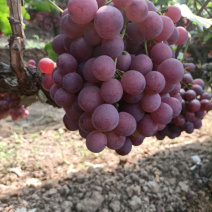 雨棚红提葡萄🍇大量现货供应、质量好、价格2.1-2.4