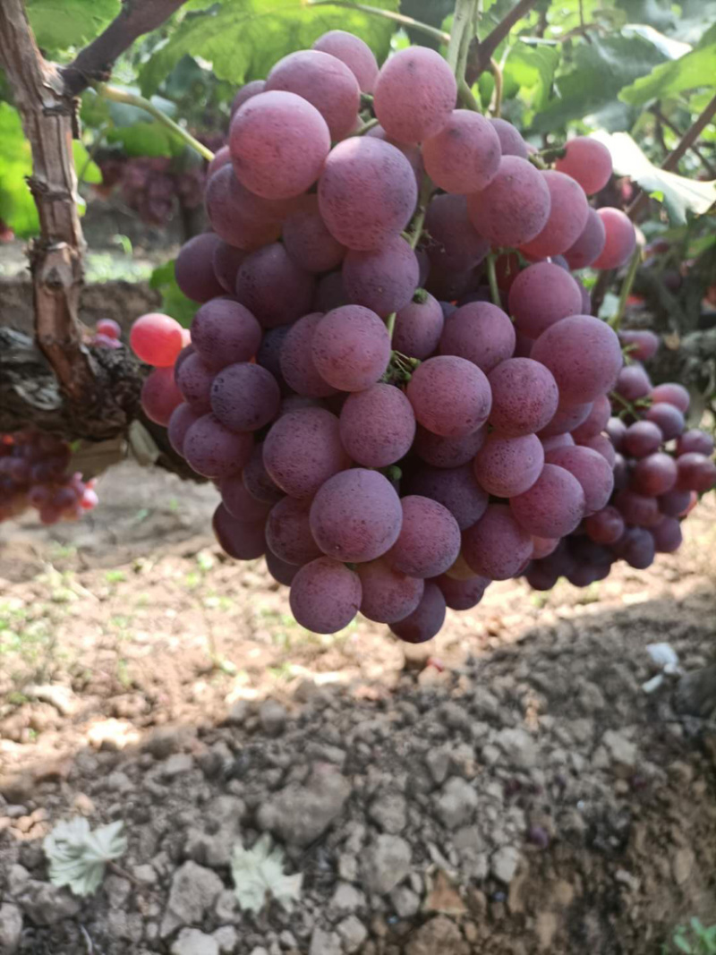 雨棚红提葡萄🍇大量现货供应、质量好、价格2.1-2.4