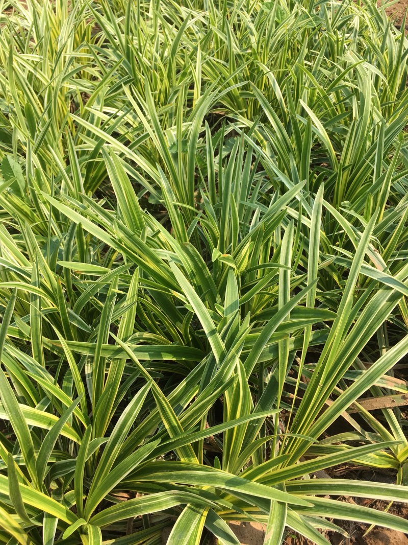 优质剑麻凤尾兰绿化苗木50-1米冠幅
