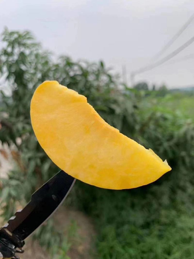 沂蒙山金黄后黄桃脆甜孕妇儿童水果纯甜无酸