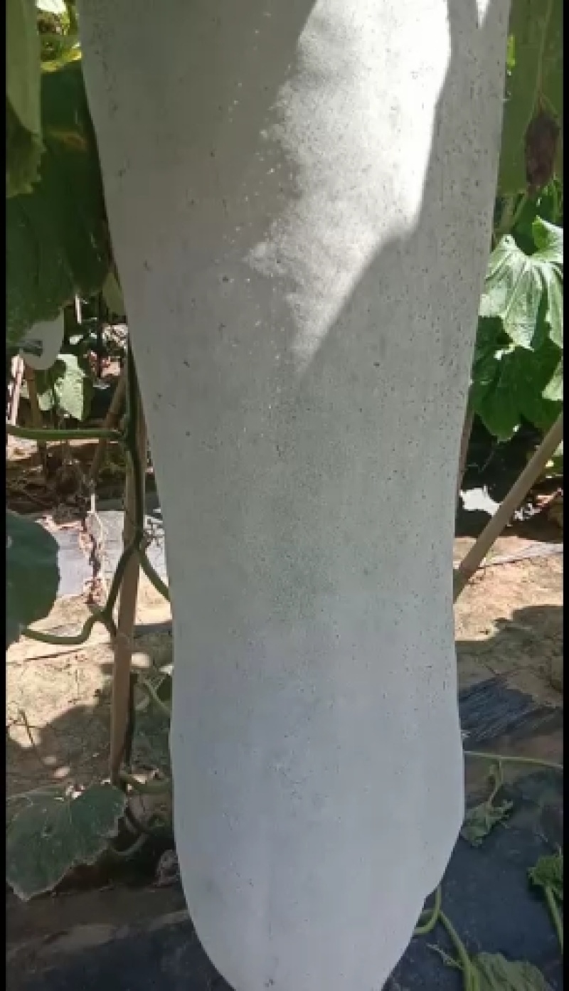 白皮冬瓜基地直供，小冬瓜，一站式服务，精品白皮吊冬瓜