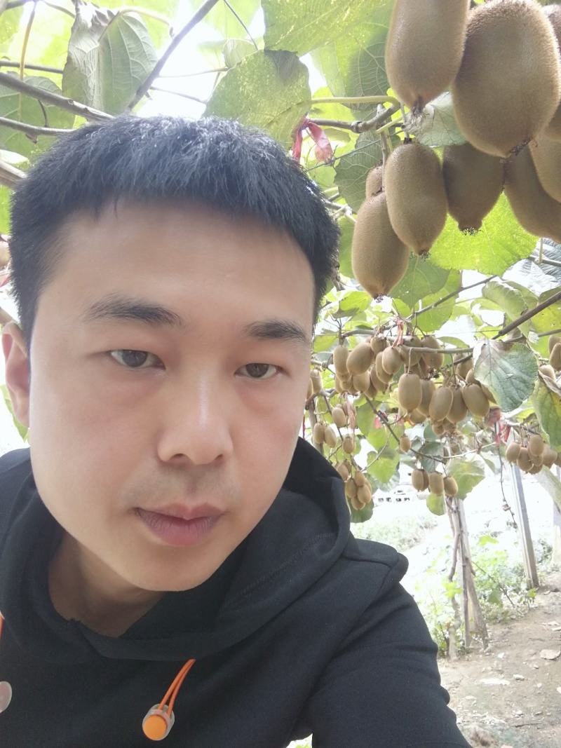 湖南湘西猕猴桃水果绿心的