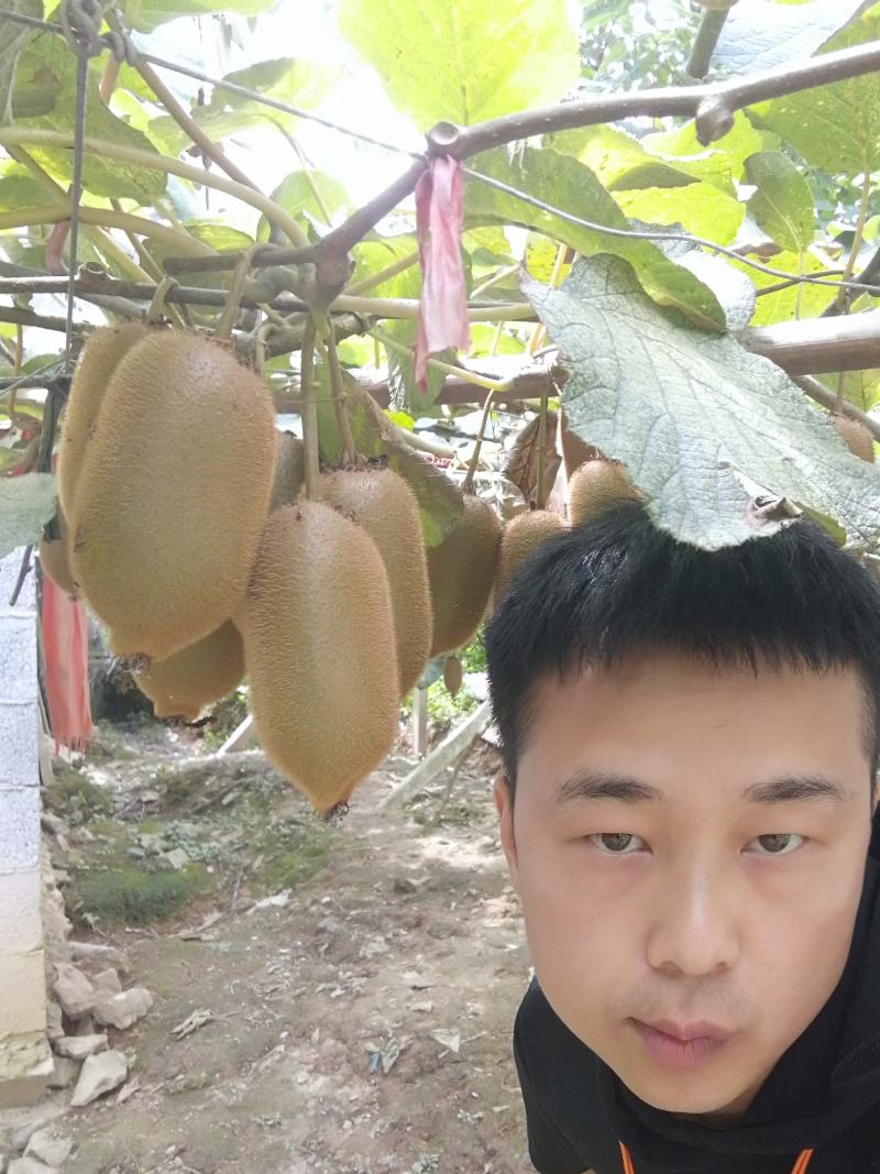 湖南湘西猕猴桃水果绿心的