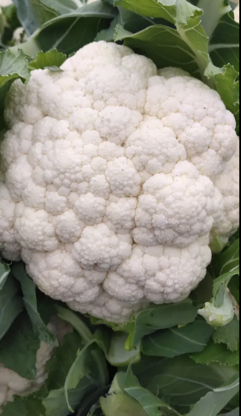 精品花菜，花质紧密，花白，量大质优