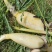 莲菜头汉中莲藕莲菜糆藕陕西大荔莲藕头黄河滩粉藕