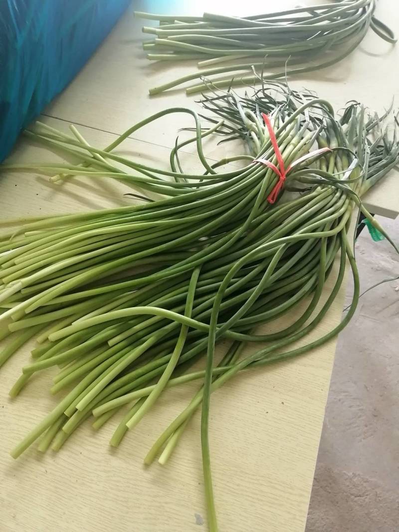 蒜苔，红帽蒜薹墨绿色优选蒜苔产地发货量大从优