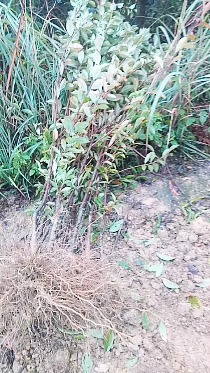 湖南李子苗蜂糖李子苗李子苗一基地规格齐全技术指导