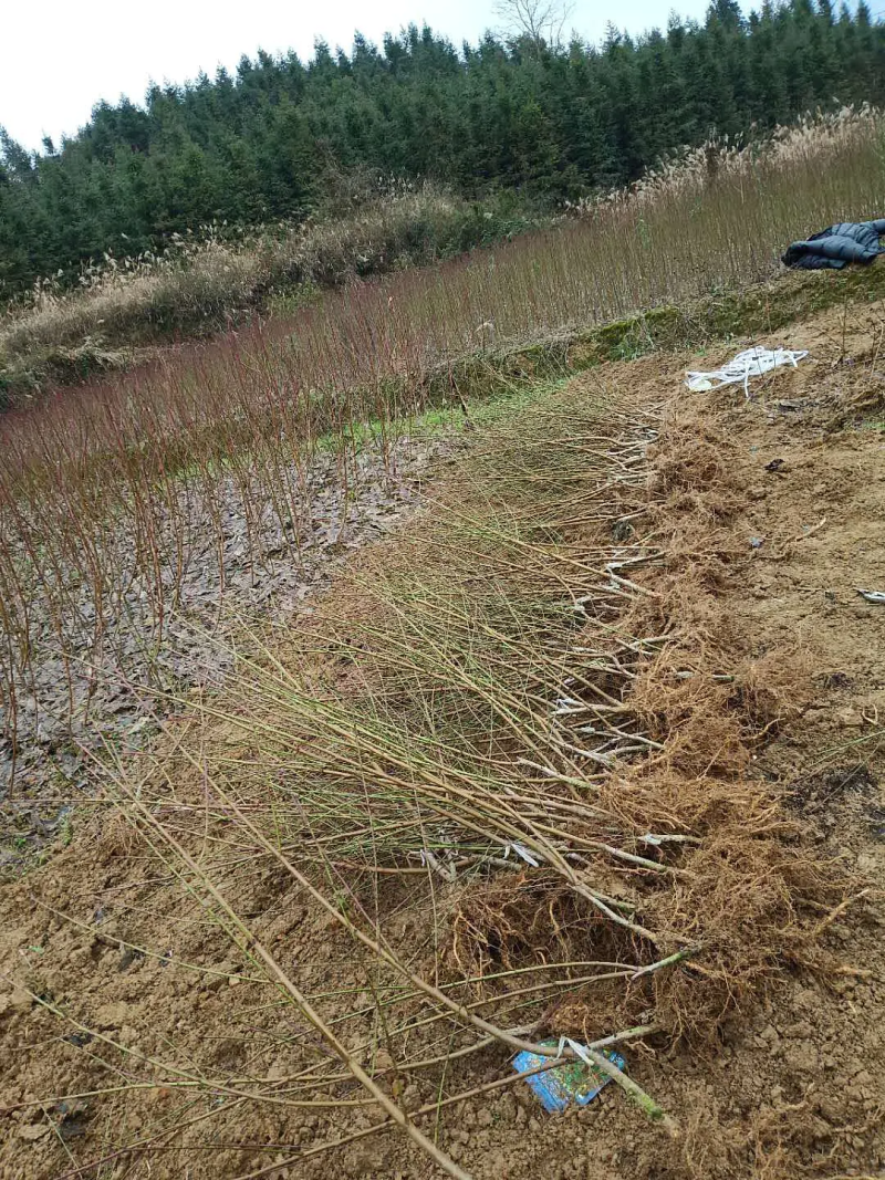 湖南李子苗蜂糖李子苗李子苗一基地规格齐全技术指导