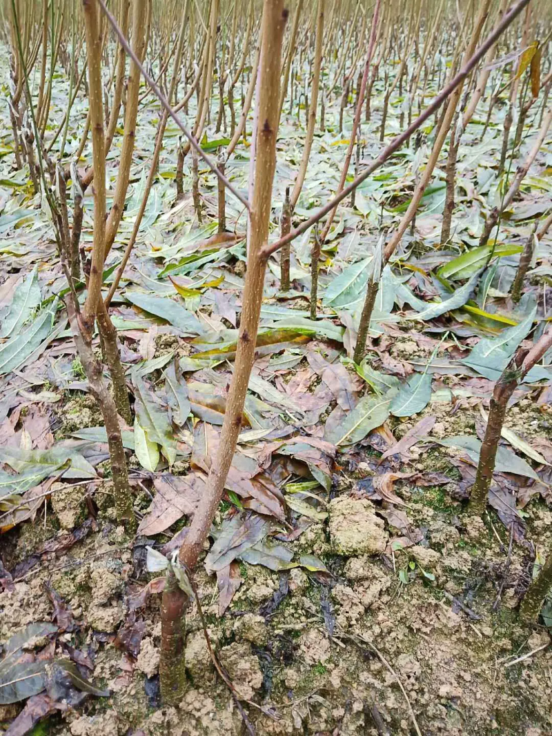 湖南李子苗蜂糖李子苗李子苗一基地规格齐全技术指导
