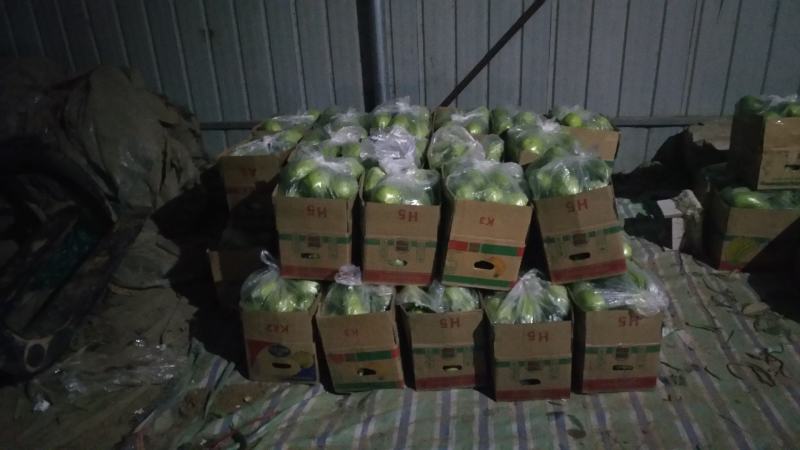 青茄大量上市产地直供商超转供电商对接包装齐全