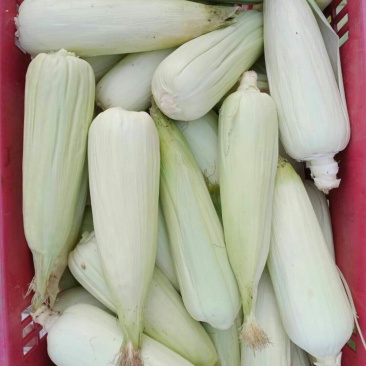 粘玉米