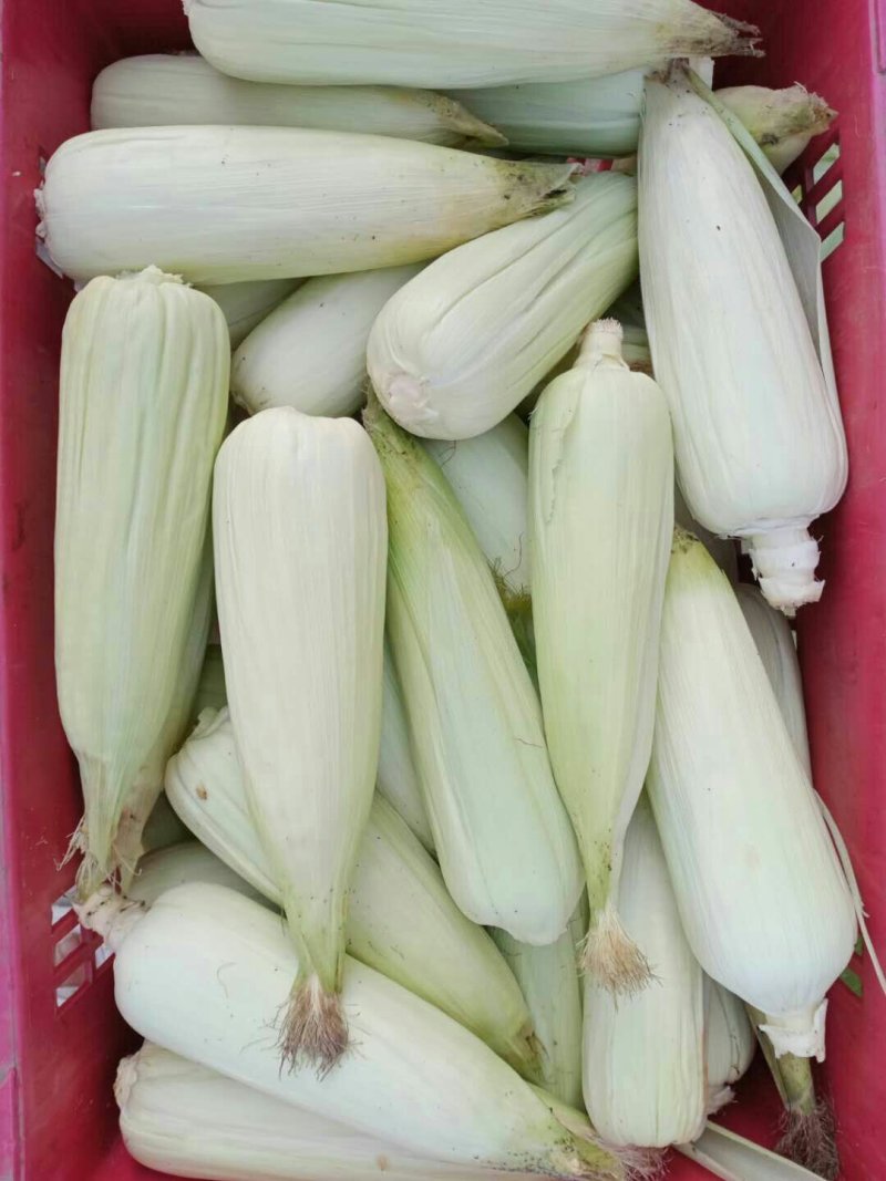 粘玉米
