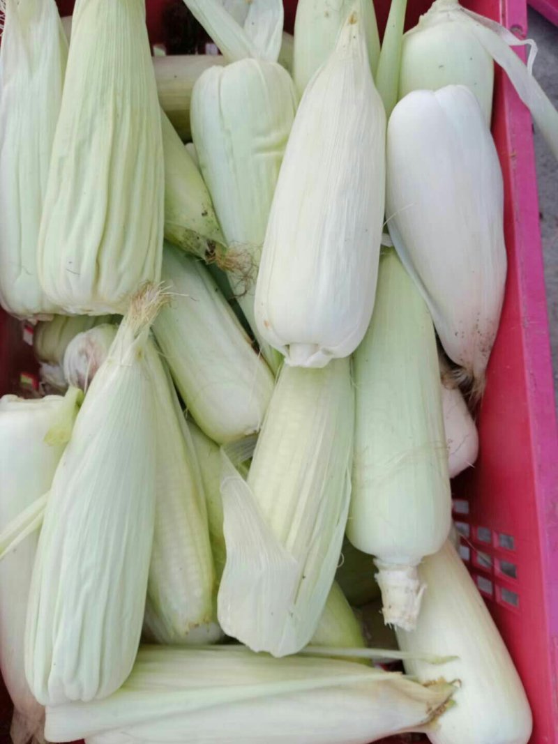 粘玉米
