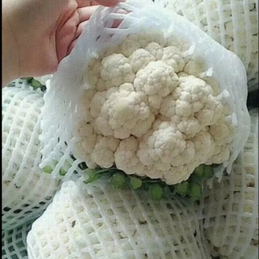 精品花菜，花质紧密，花白，量大质优