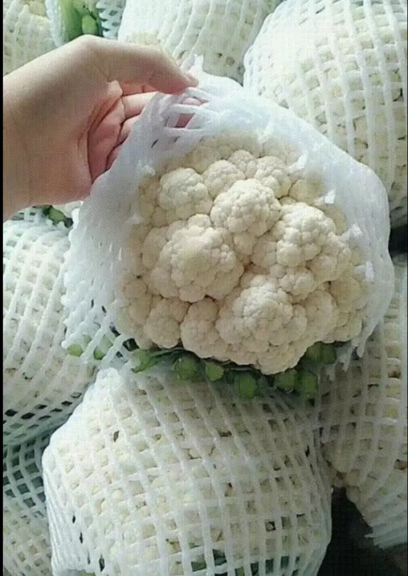 精品花菜，花质紧密，花白，量大质优