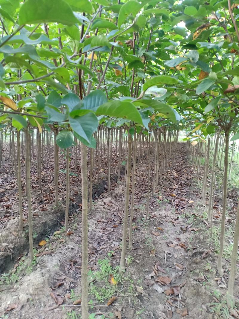 红玉兰，适合庭院栽植，苗圃定植，行道树