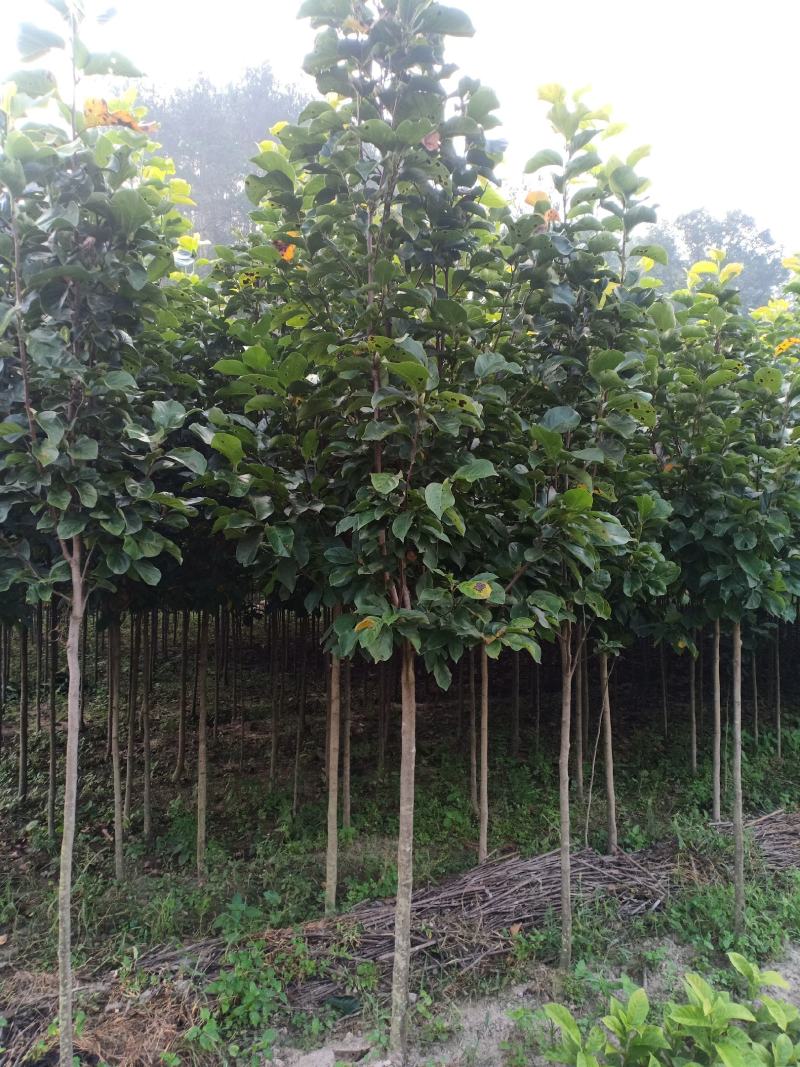 红玉兰，适合庭院栽植，苗圃定植，行道树