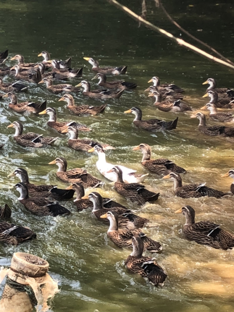 麻鸭混水4700只，均重5.2斤，价格随行就市